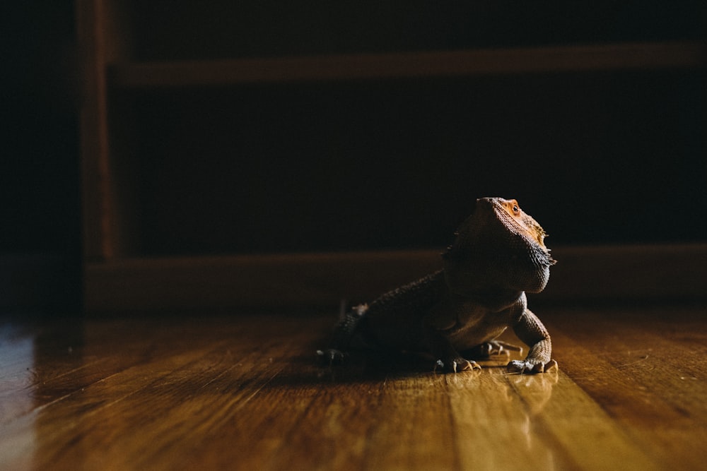 bearded dragon on wooden floor