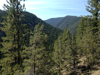 A dense forest with tall evergreen trees covers rolling hills. The landscape features lush greenery, with the trees stretching towards the sky. The hills create a series of natural, verdant ridges, providing a sense of tranquil, untouched wilderness.