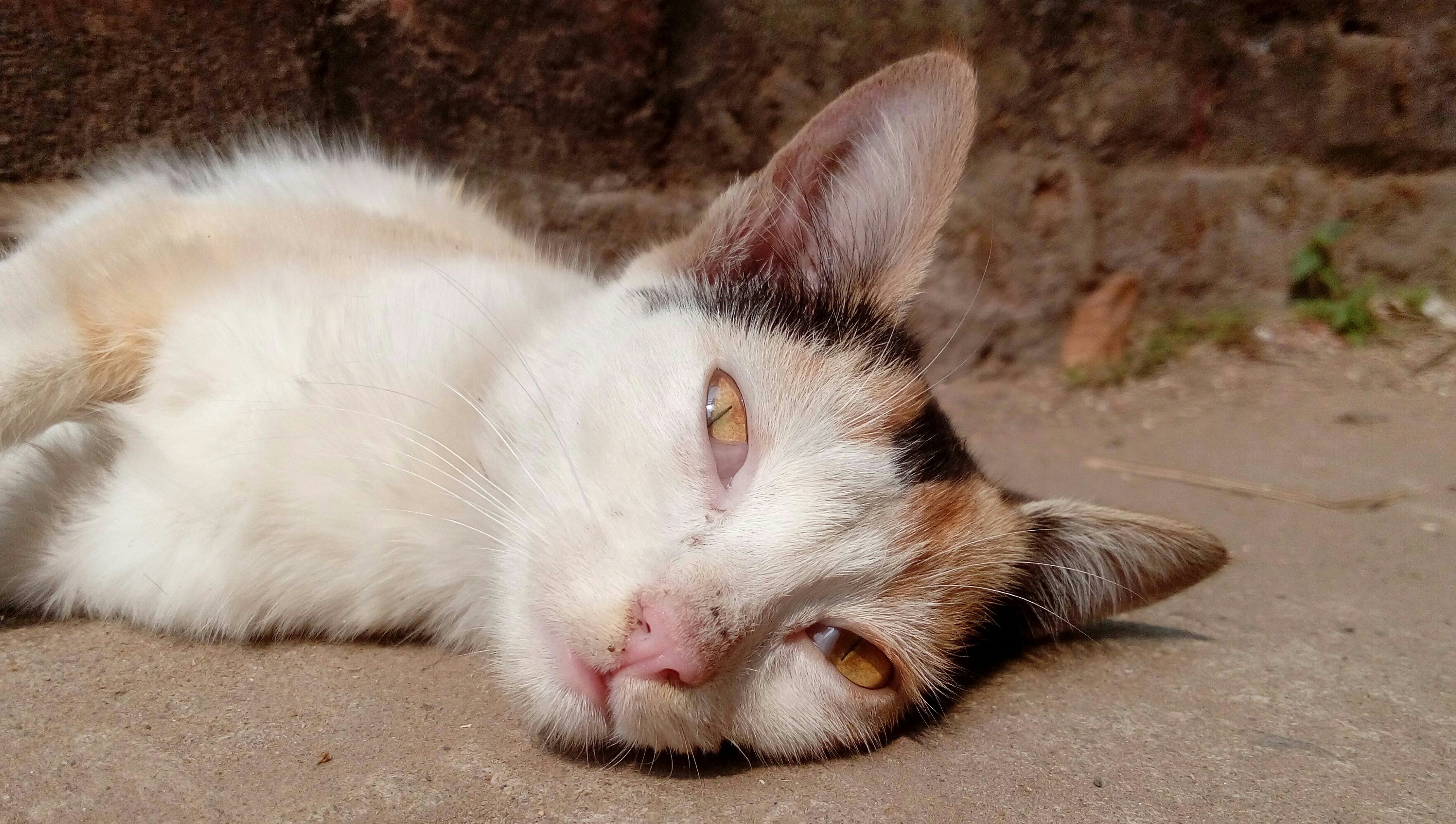 Free Unsplash photo from Subrata Saha