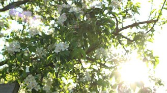 A warm, sunlit photo of villagers gathered around a blossoming tree in Karibahar, symbolizing growth and community spirit.