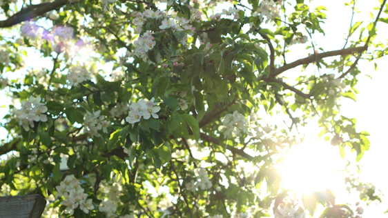 A warm, sunlit photo of villagers gathered around a blossoming tree in Karibahar, symbolizing growth and community spirit.