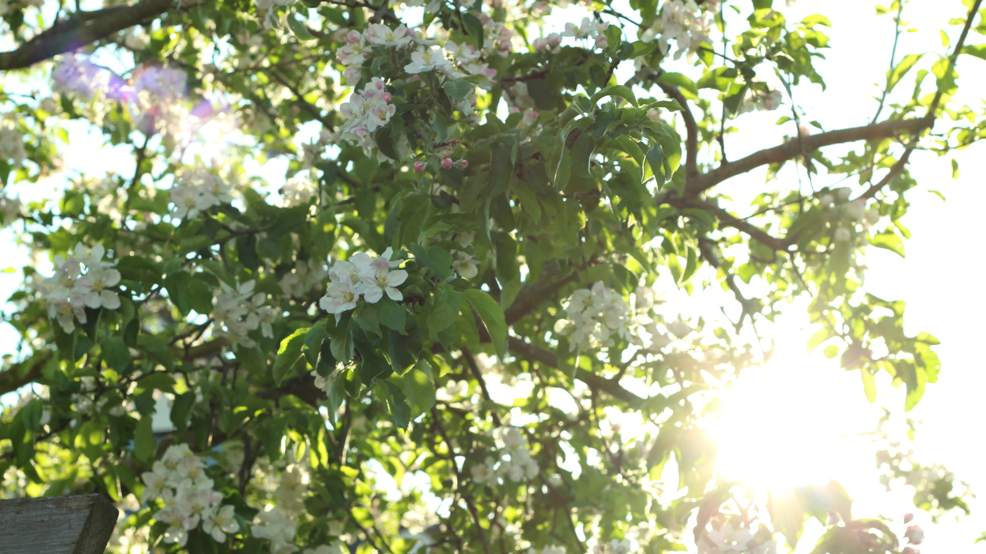 A sunlit desk by a window framing blossoming trees and vibrant spring flowers outside.