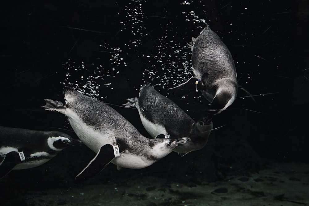 Foto en escala de grises de pingüinos