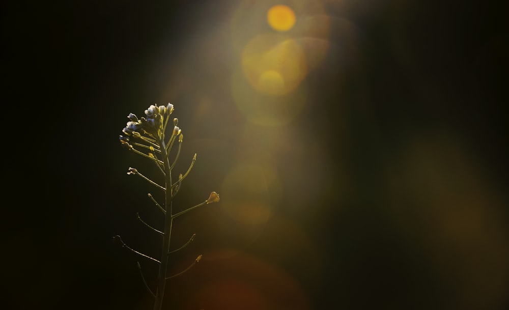 Fotografía de primer plano de flor de pétalos blancos