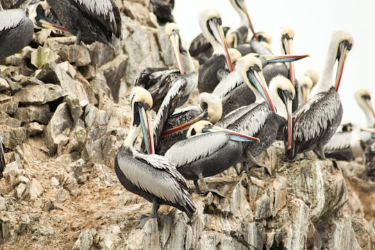 flock of birds in Paracas Peru