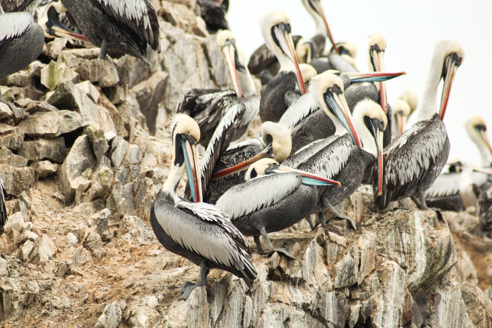 flock of birds