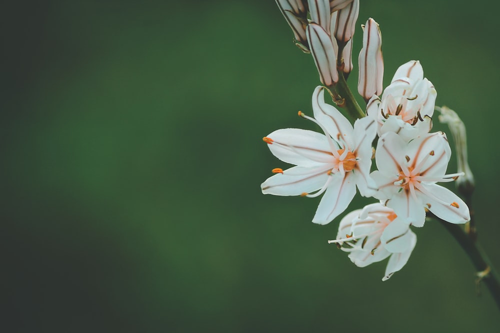 Fotografia a fuoco selettiva di fiori dai petali bianchi e arancioni