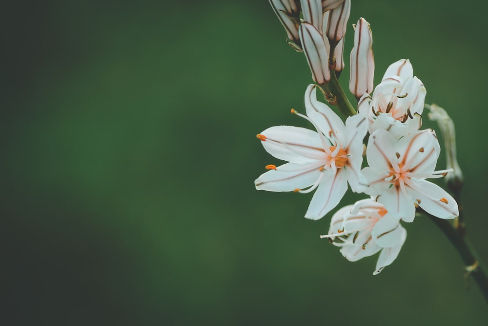 Photographie sélective de la fleur aux pétales blancs et oranges