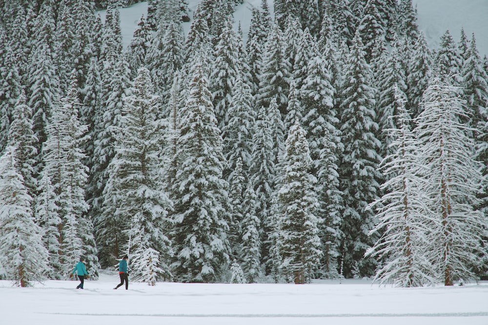duas pessoas caminhando por entre pinheiros cobertos de neve durante o dia