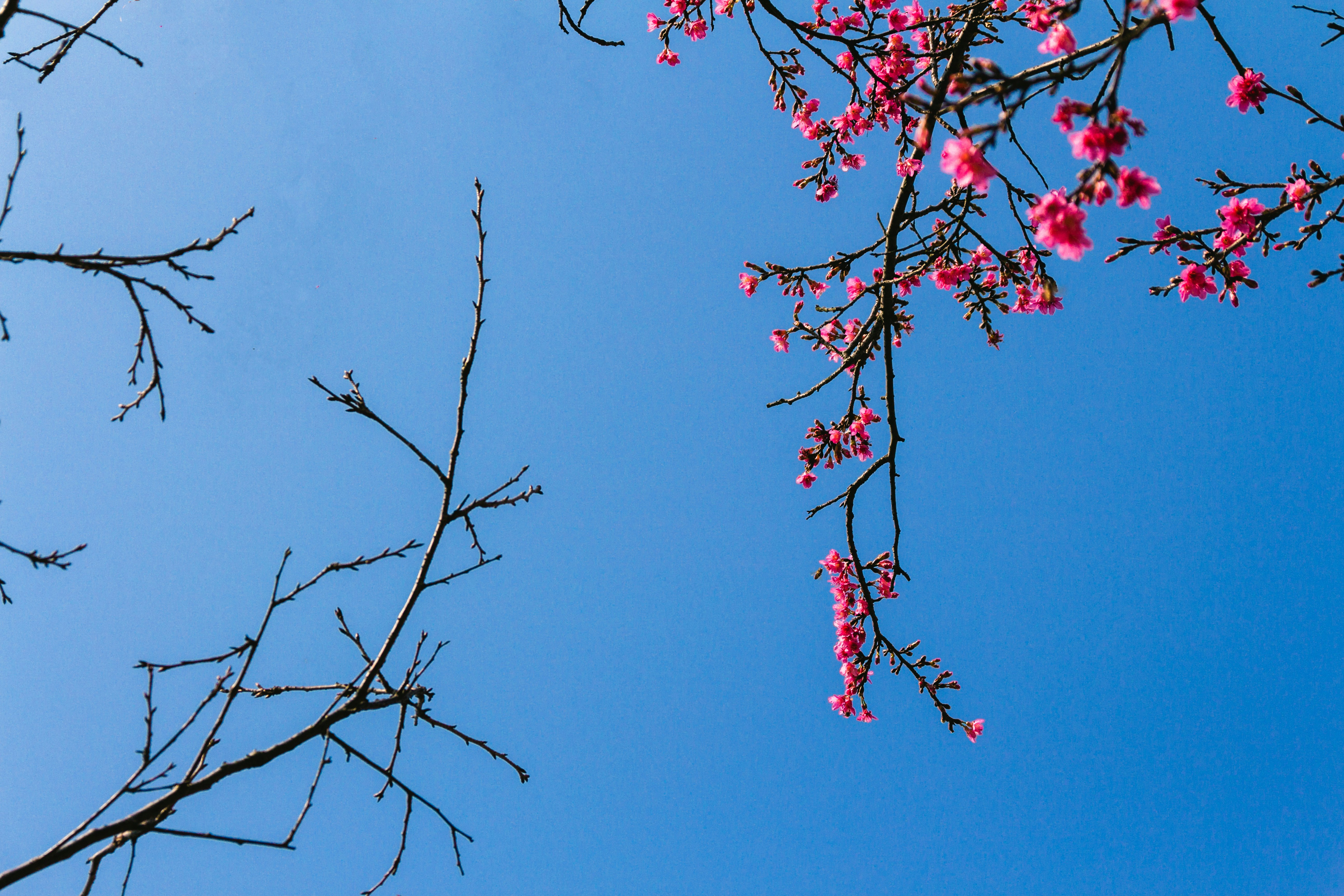 Free Unsplash photo from Lau keith