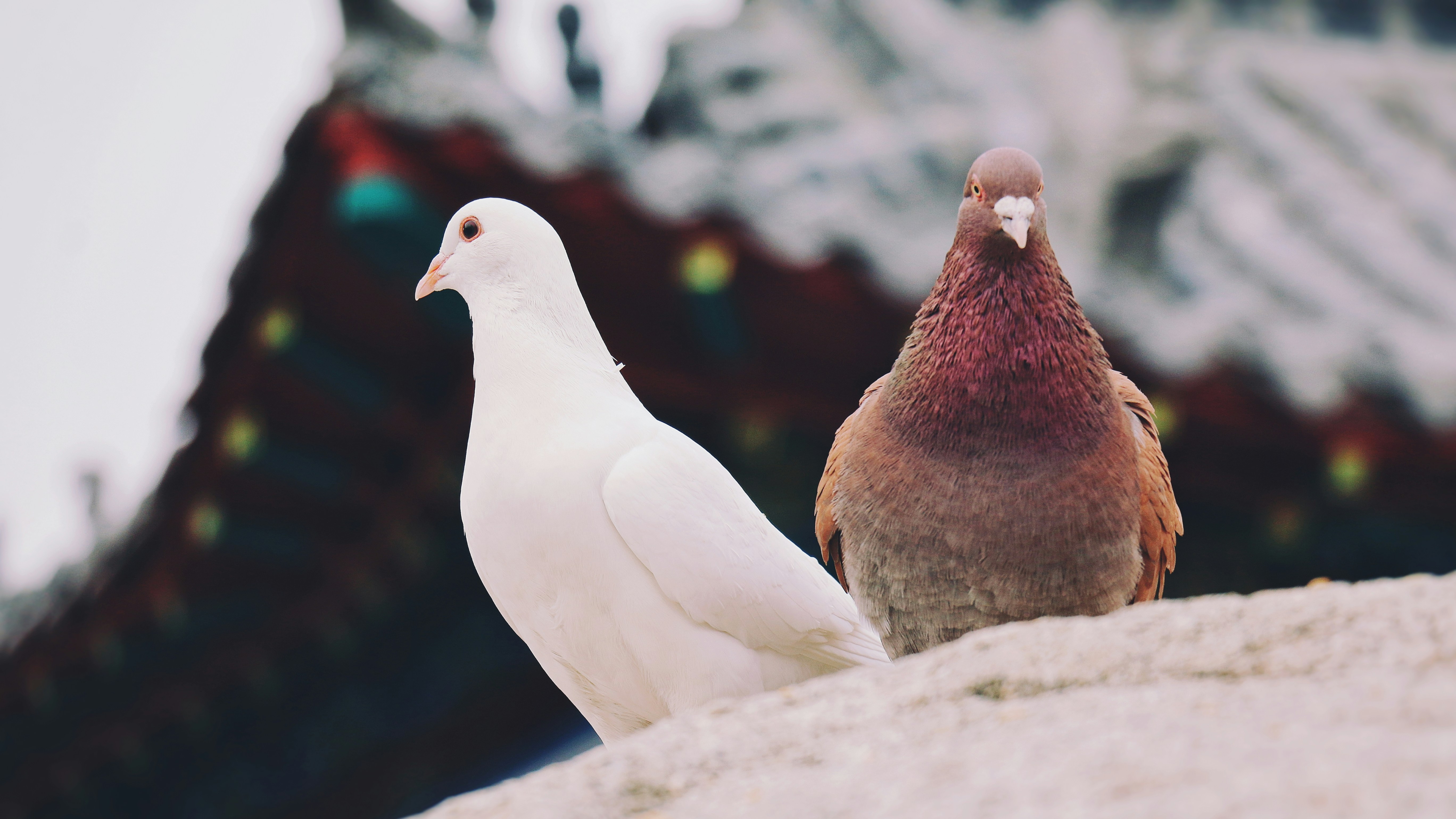 Free Unsplash photo from hao wang