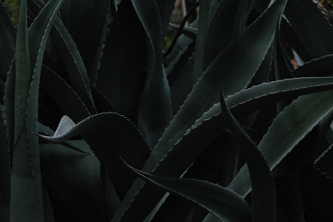 closeup photo of Aloe vera plant