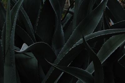 Aloe Vera