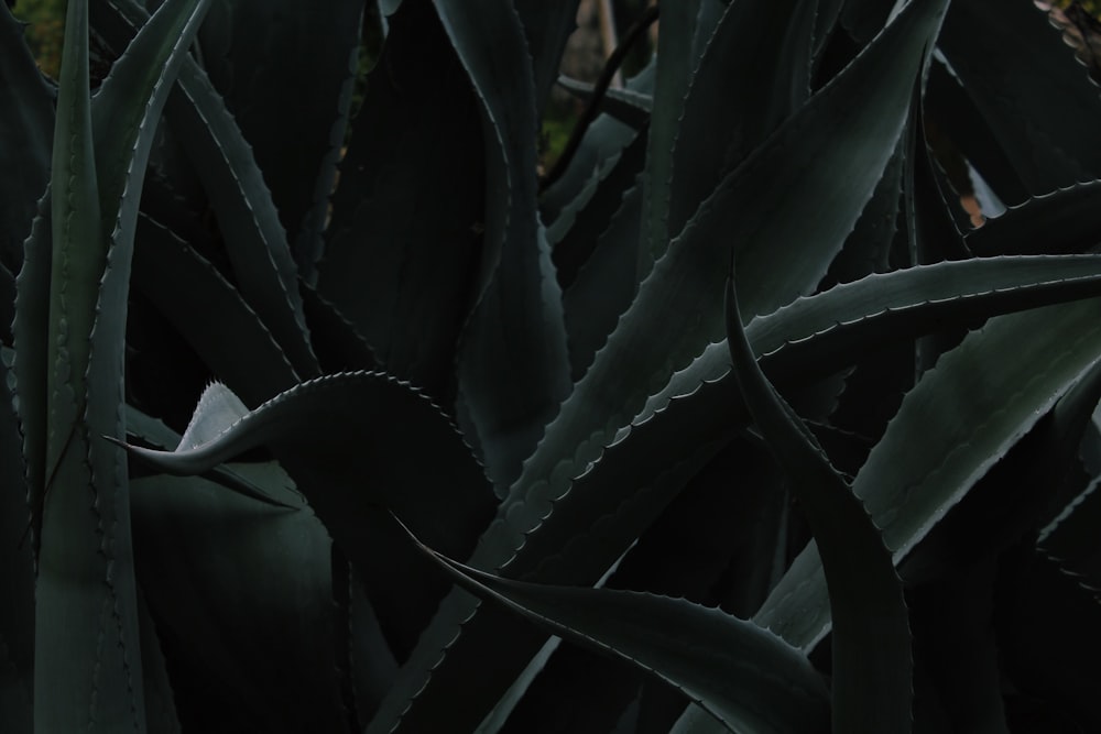 closeup photo of Aloe vera plant