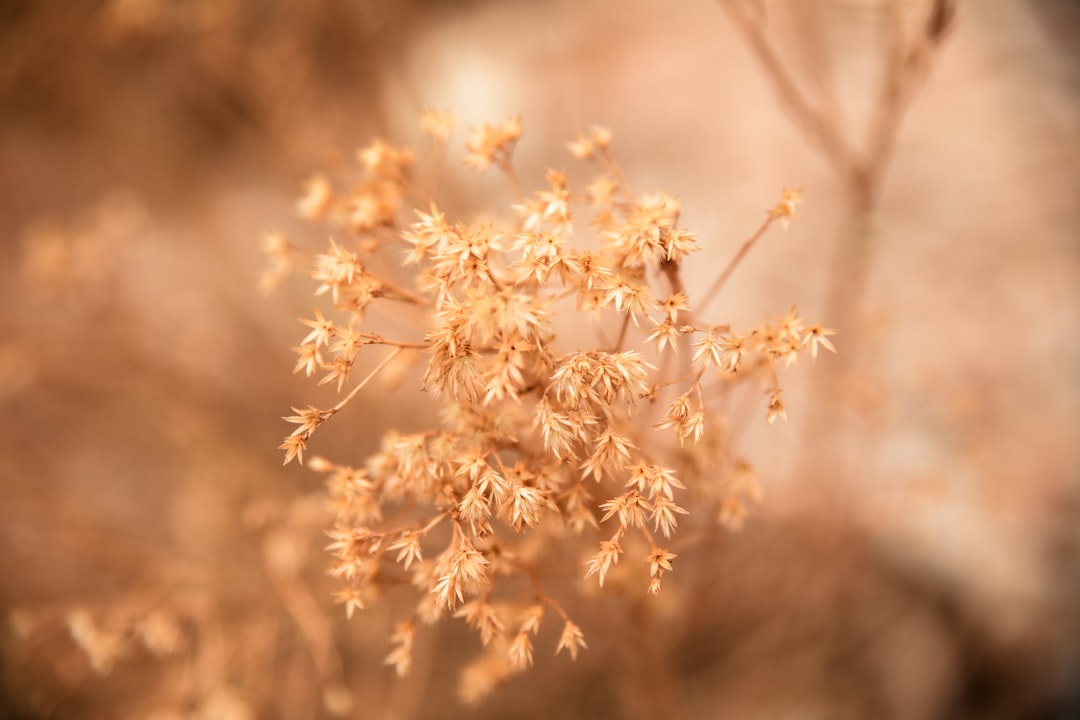 white flowers in tilt shift lens