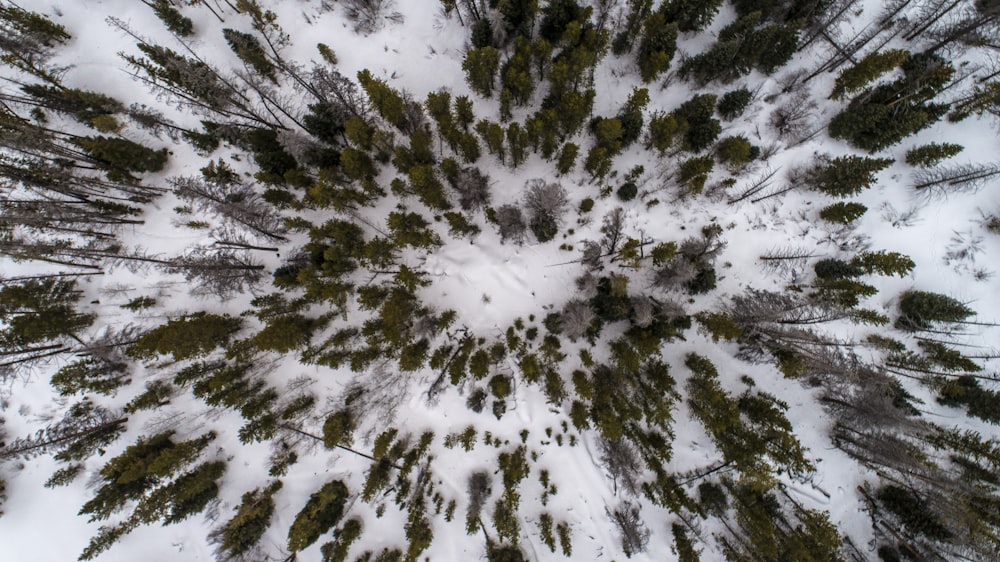 top view of trees