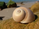 A delicate spiral shell perched on a smooth rock with waves gently lapping nearby under a deep teal sky.