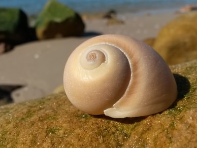 A delicate spiral shell perched on a smooth rock with waves gently lapping nearby under a deep teal sky.