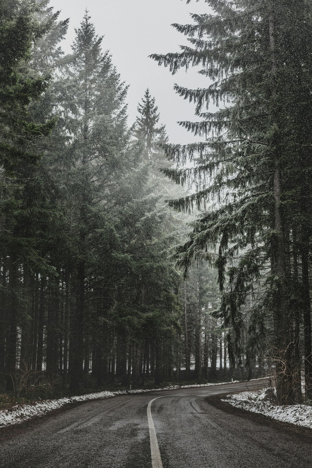 pine trees beside asphalt road