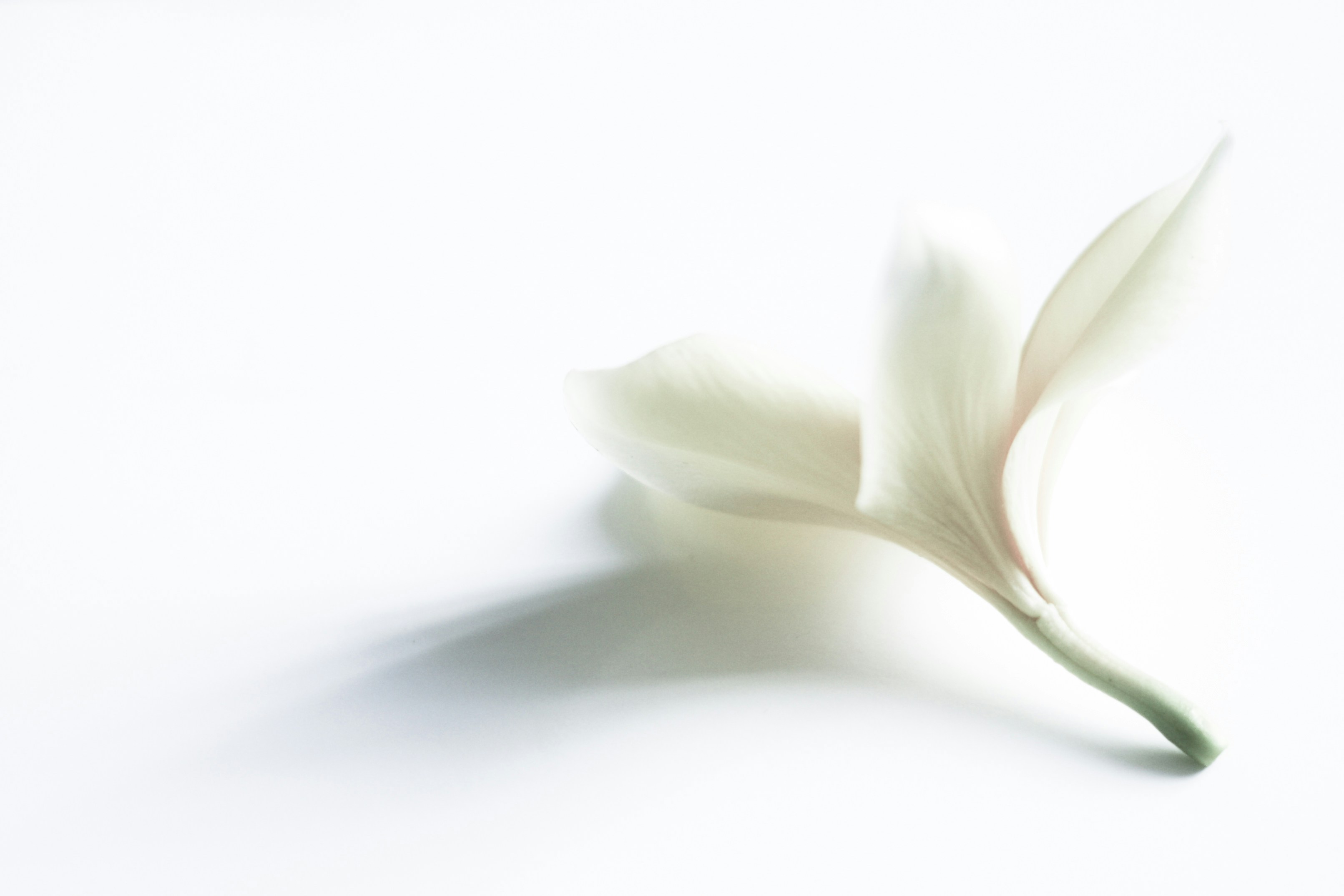 Free Unsplash photo from Wibi Wibisono