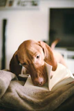 Close-up of a happy dog with a book about training tips open beside it.