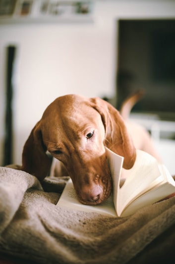 A dog with light brown fur is gently resting its head on an open book, appearing curious or contemplative. The setting has a cozy atmosphere, with the dog lying on a soft, plush surface in a warmly lit room.