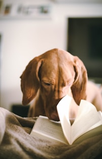dog reading the Bottle Conjuror books during daytime