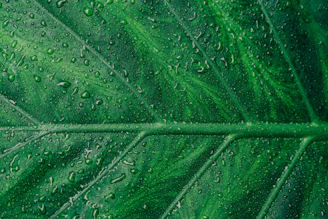 water droplets on green leaf