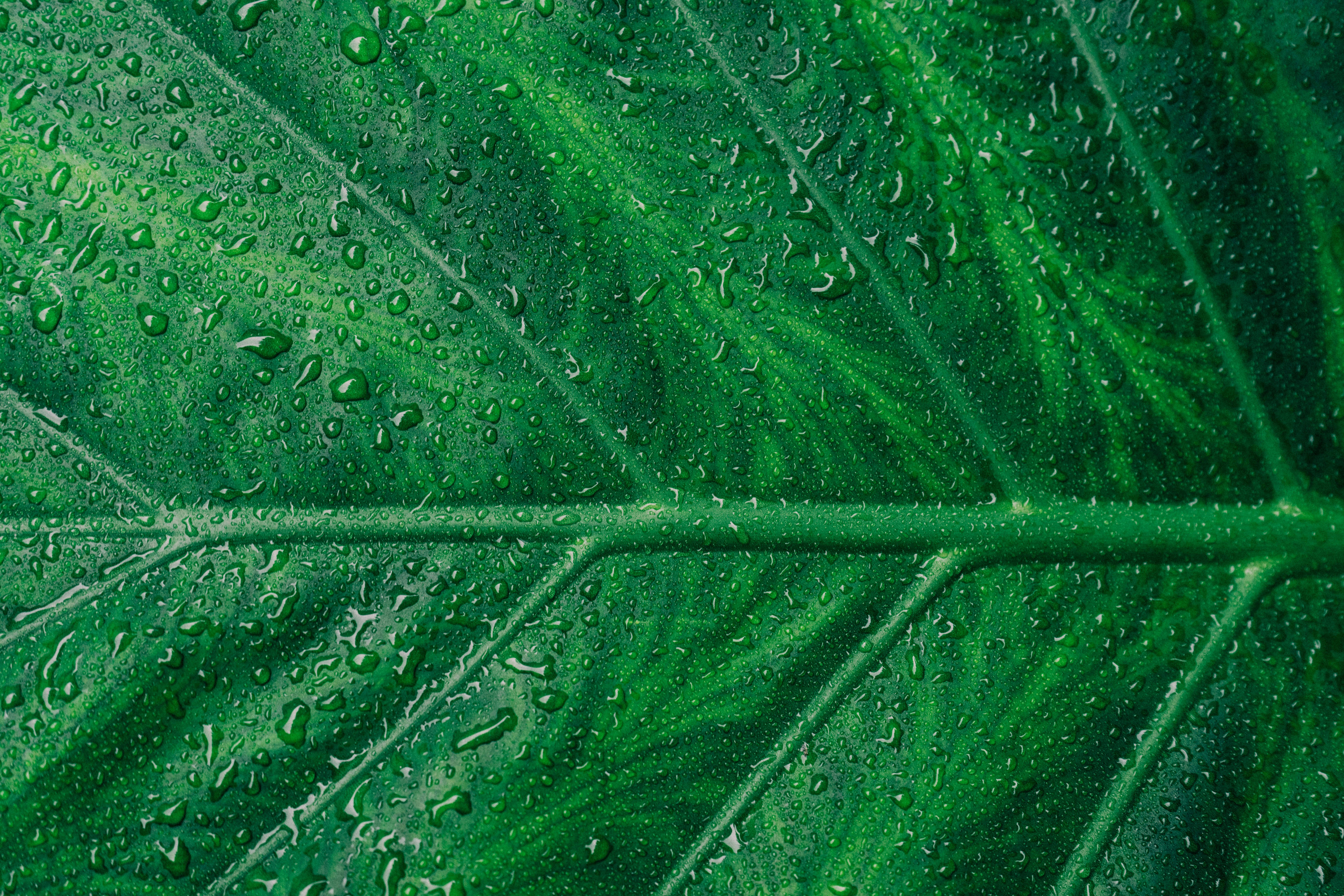 water droplets on green leaf