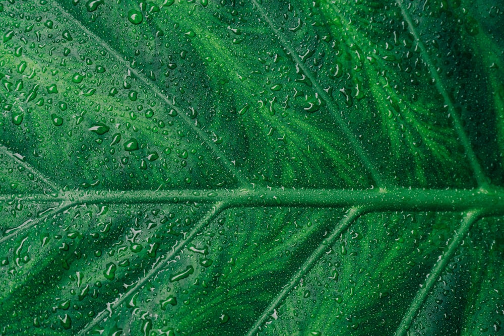 gotas de agua en la hoja verde