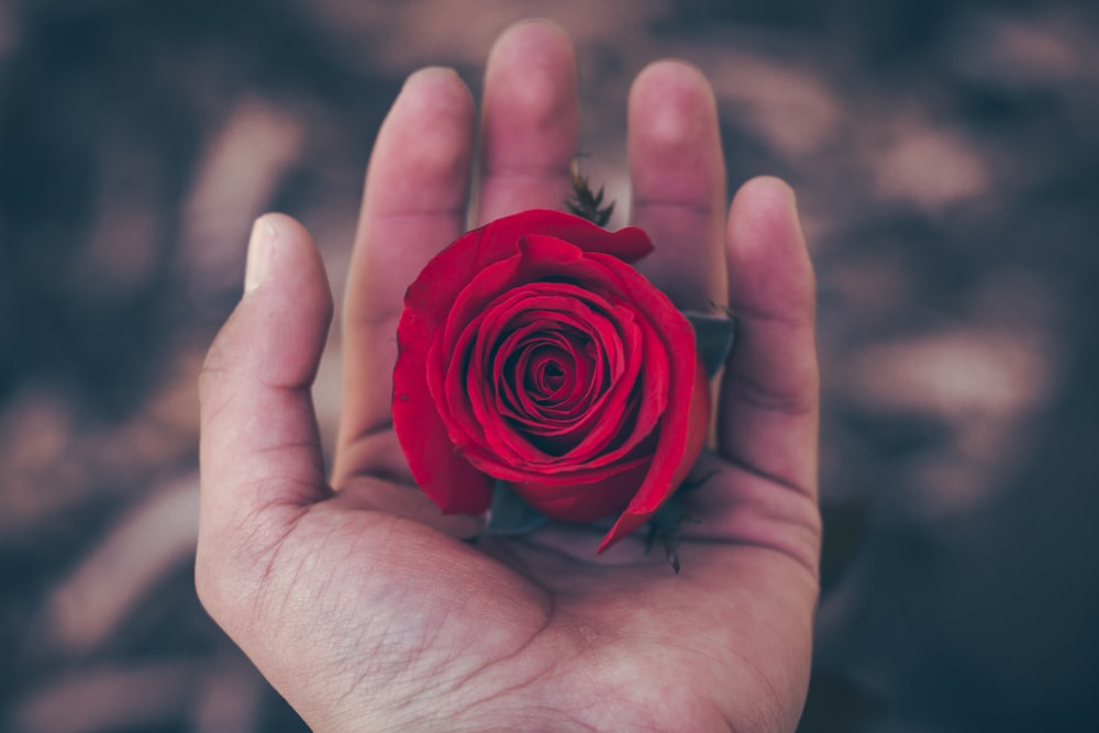 personne tenant une fleur de rose rouge