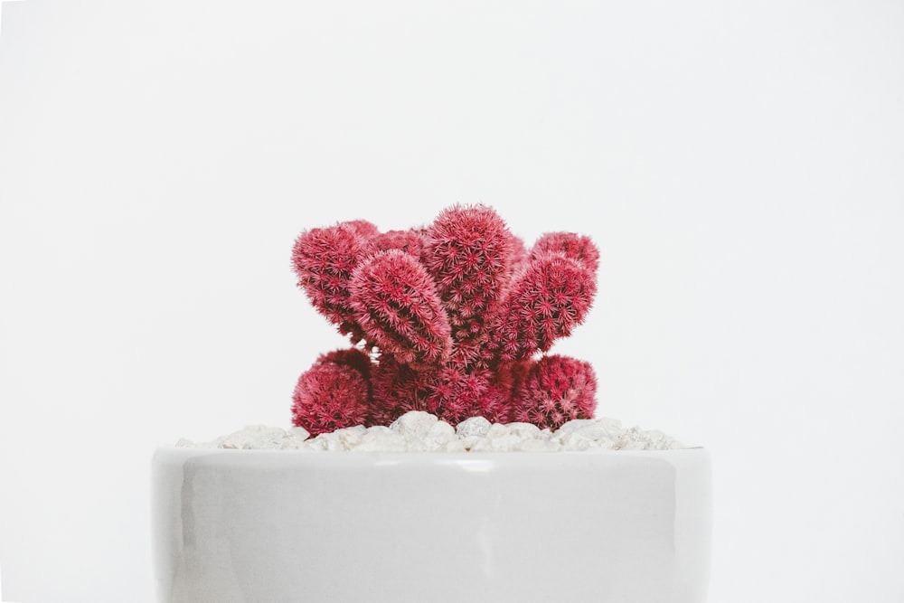 흰색 세라믹 냄비에 빨간 선인장 식물