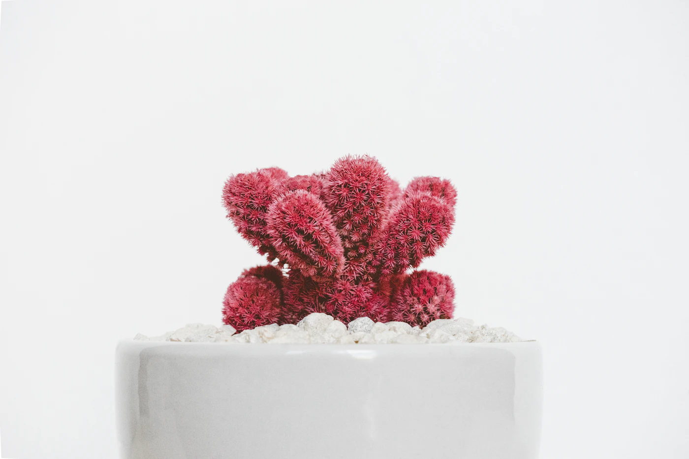 Cactus fleuri, floraison rouge éclatante