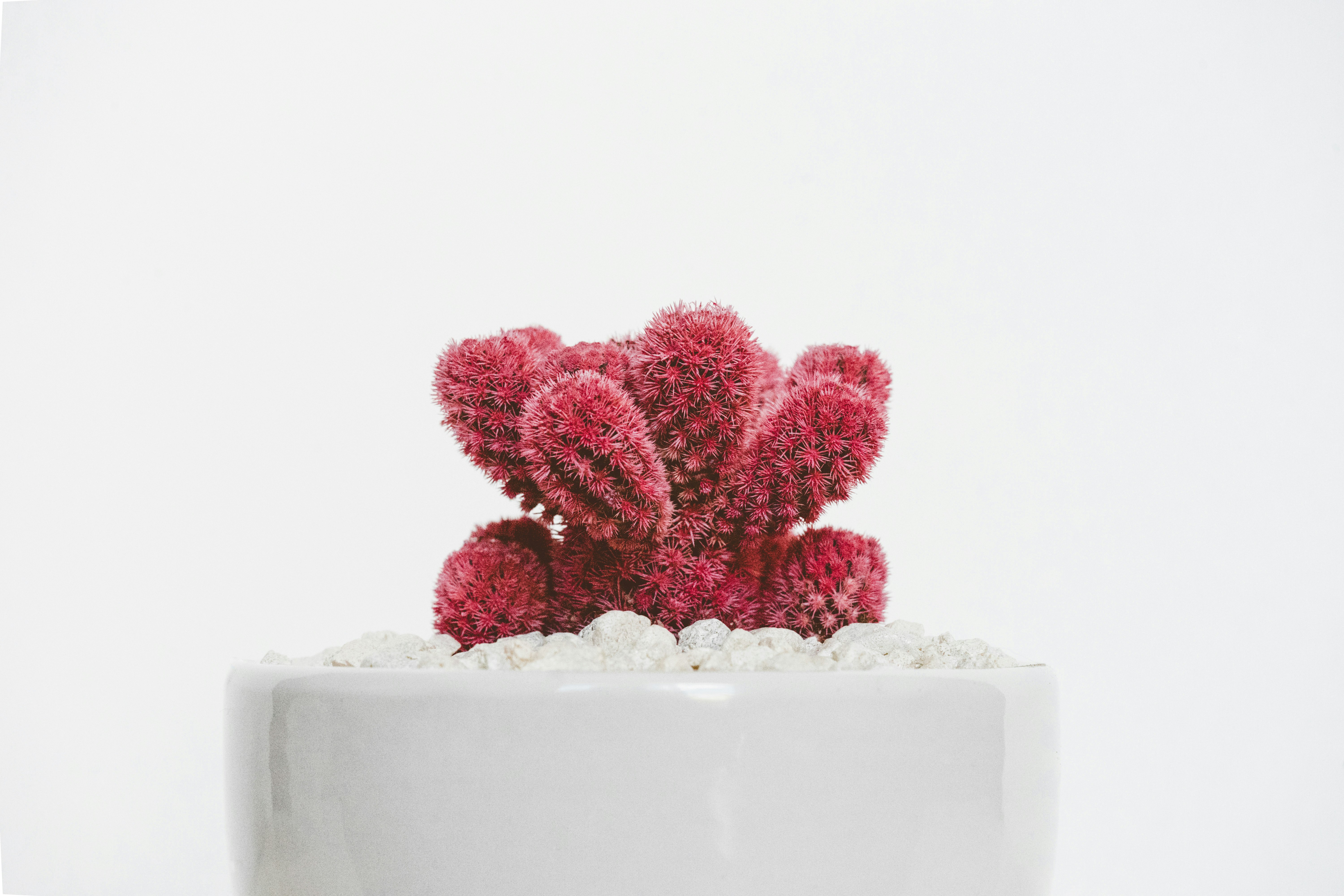 red cactus plant on white ceramic pot