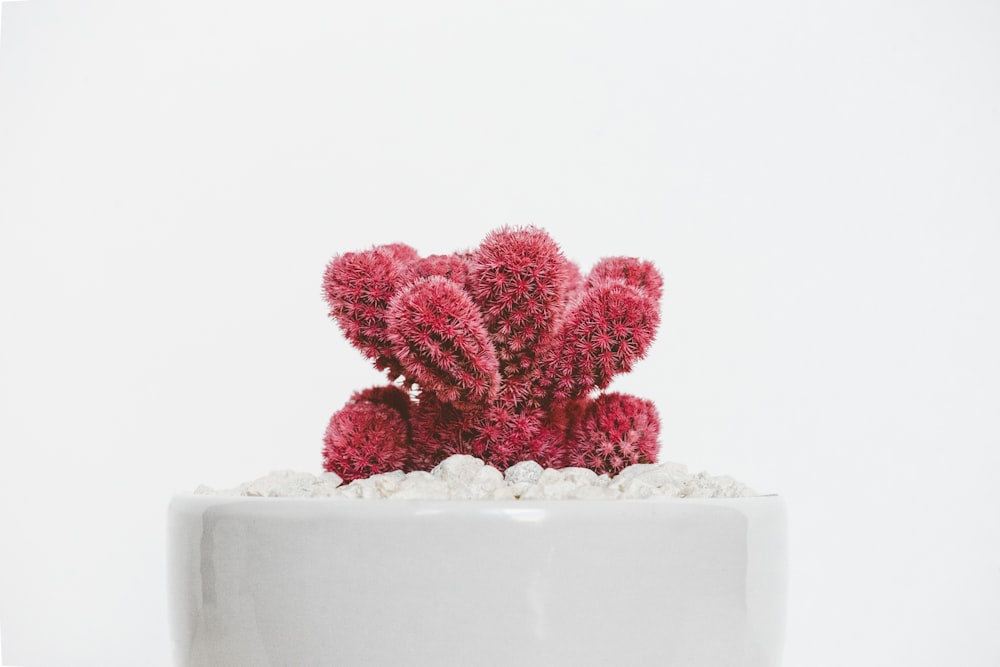 pianta di cactus rosso su vaso di ceramica bianca