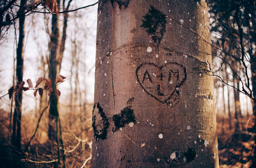 brown tree log