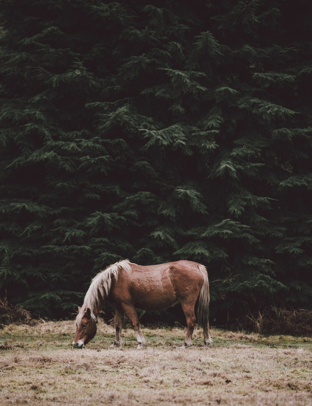 brown horse eating grass during daytime