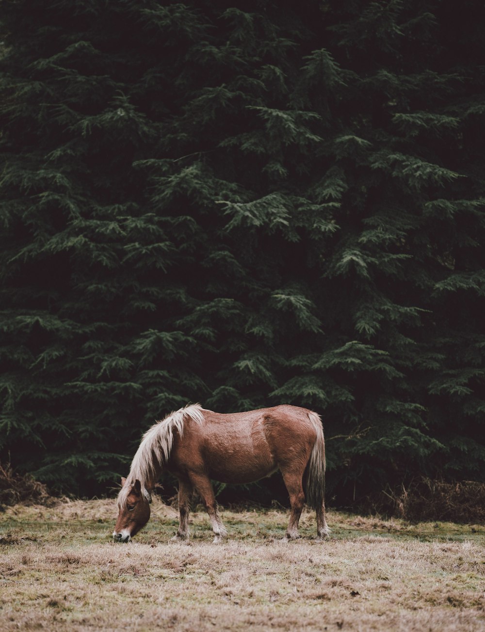 cavalo marrom comendo grama durante o dia