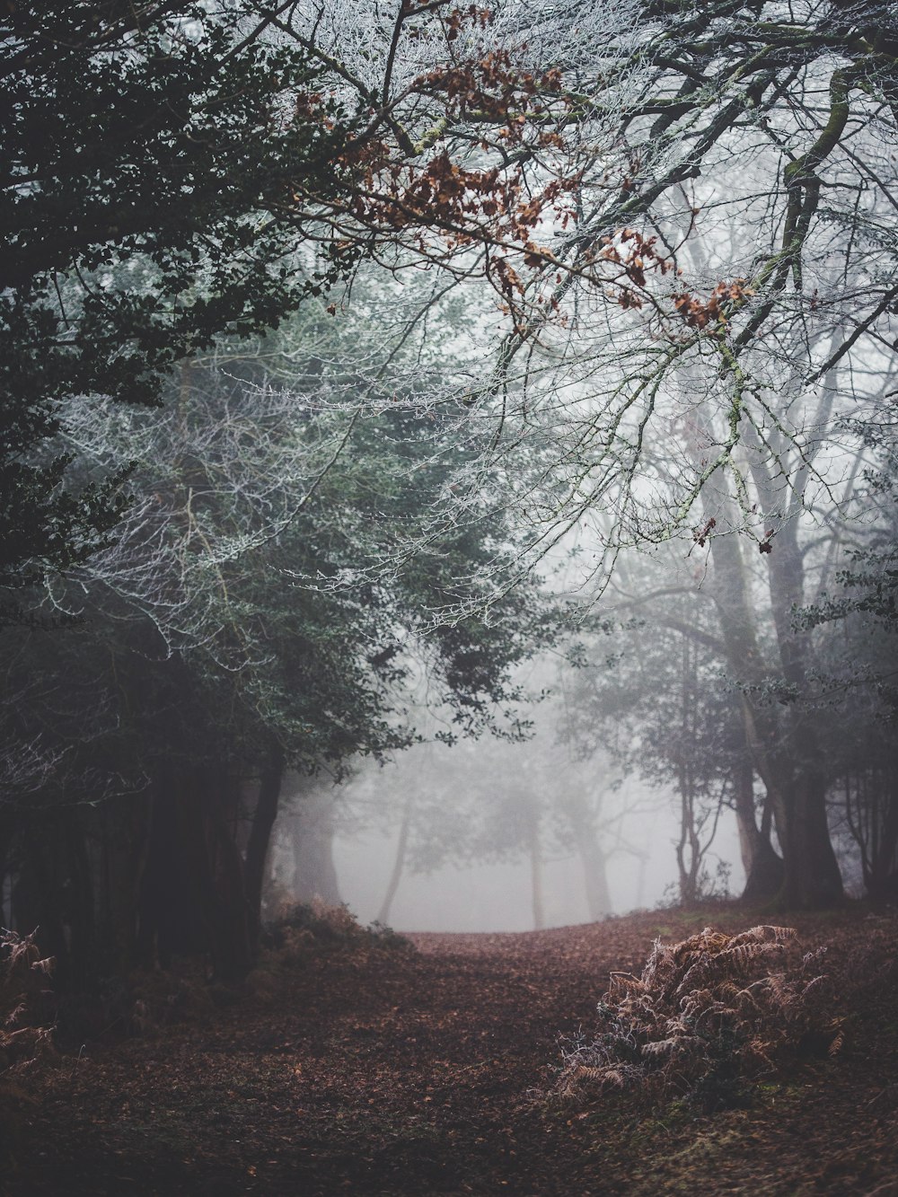 霧のある風景写真の森