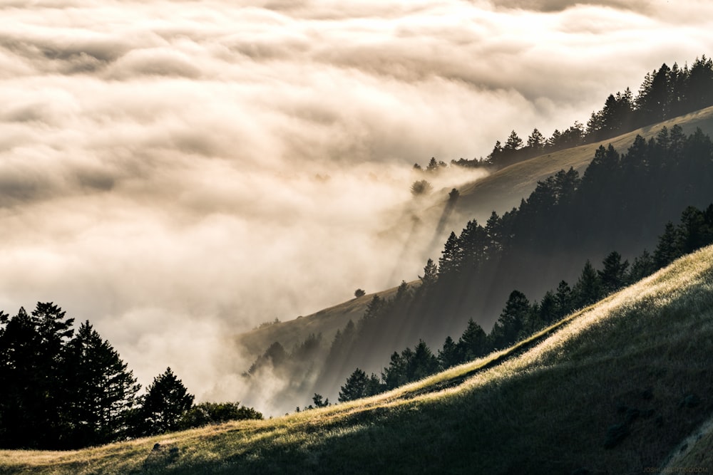 forest coated with fog