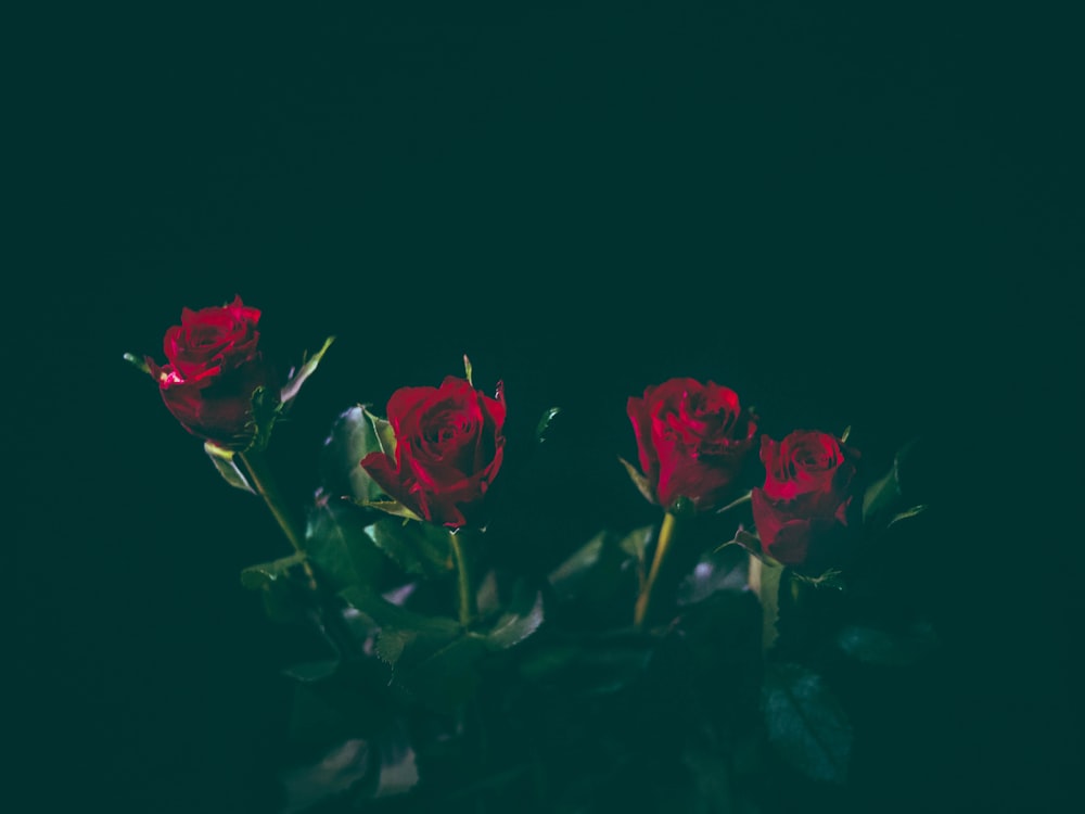 four red roses