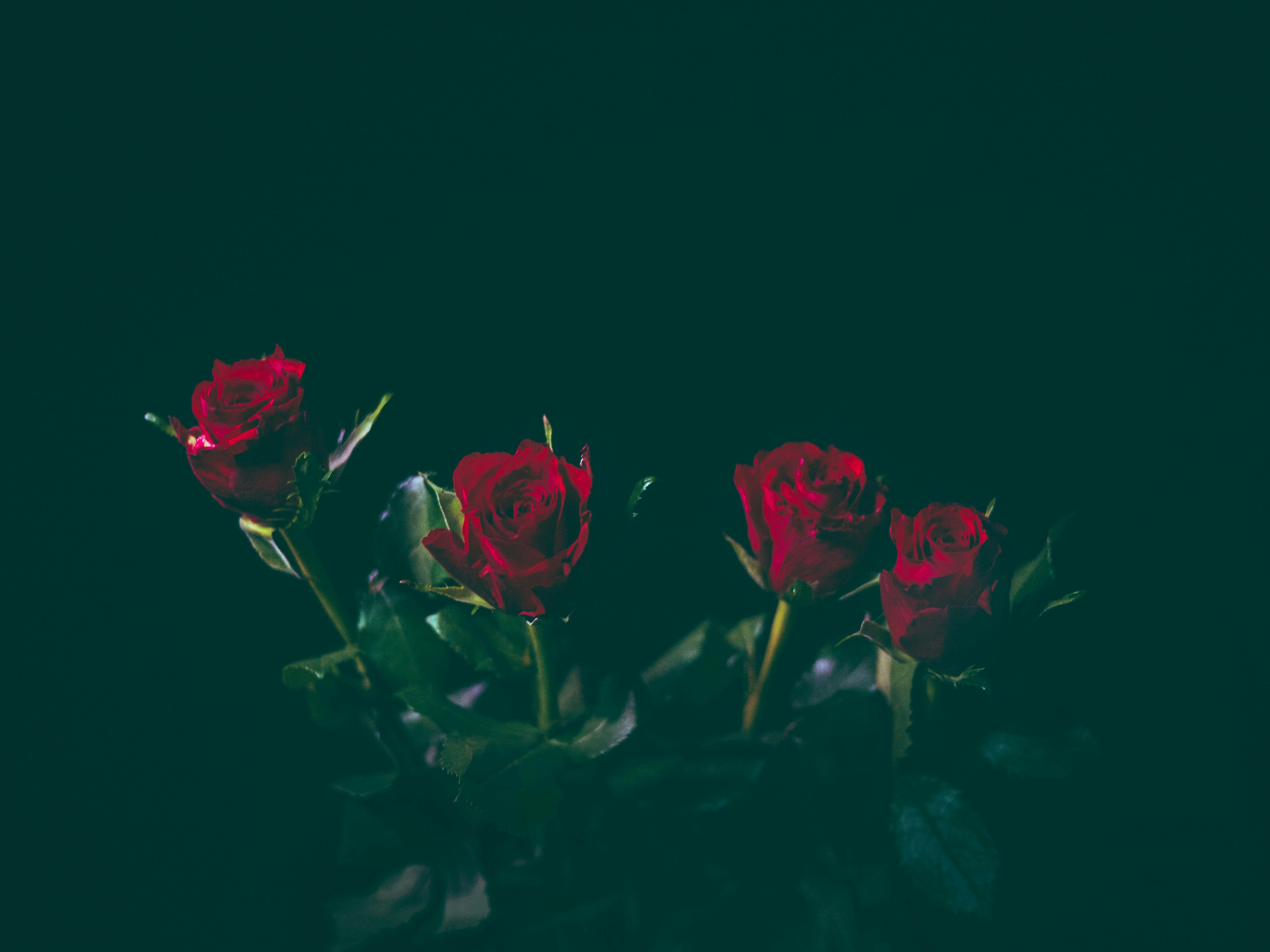 four red roses