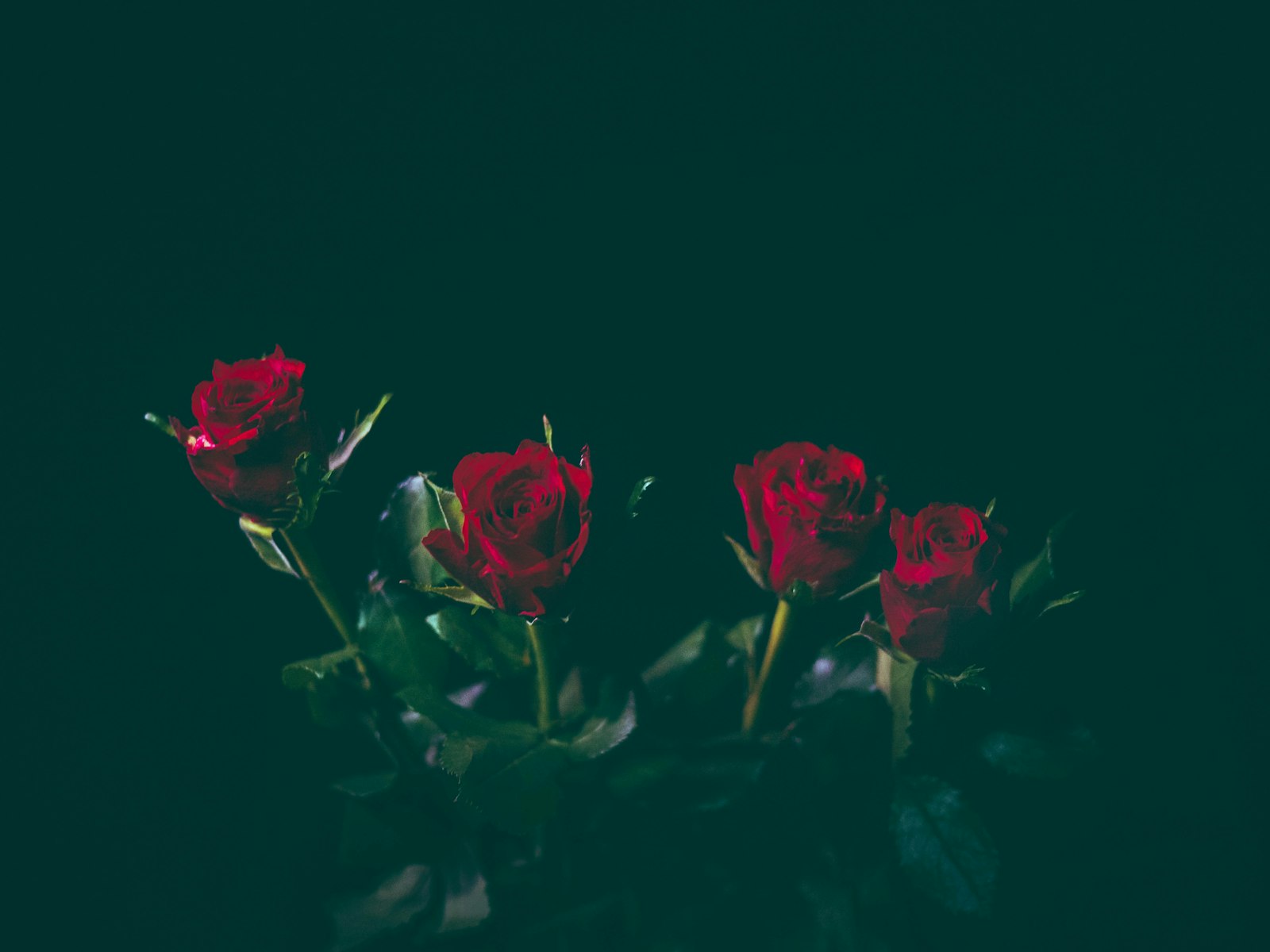 LUMIX G 20/F1.7 II sample photo. Four red roses photography