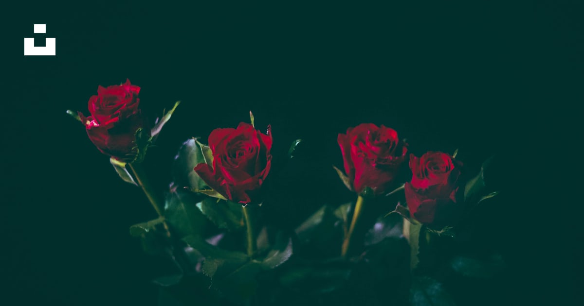Four red roses photo – Free Flower Image on Unsplash