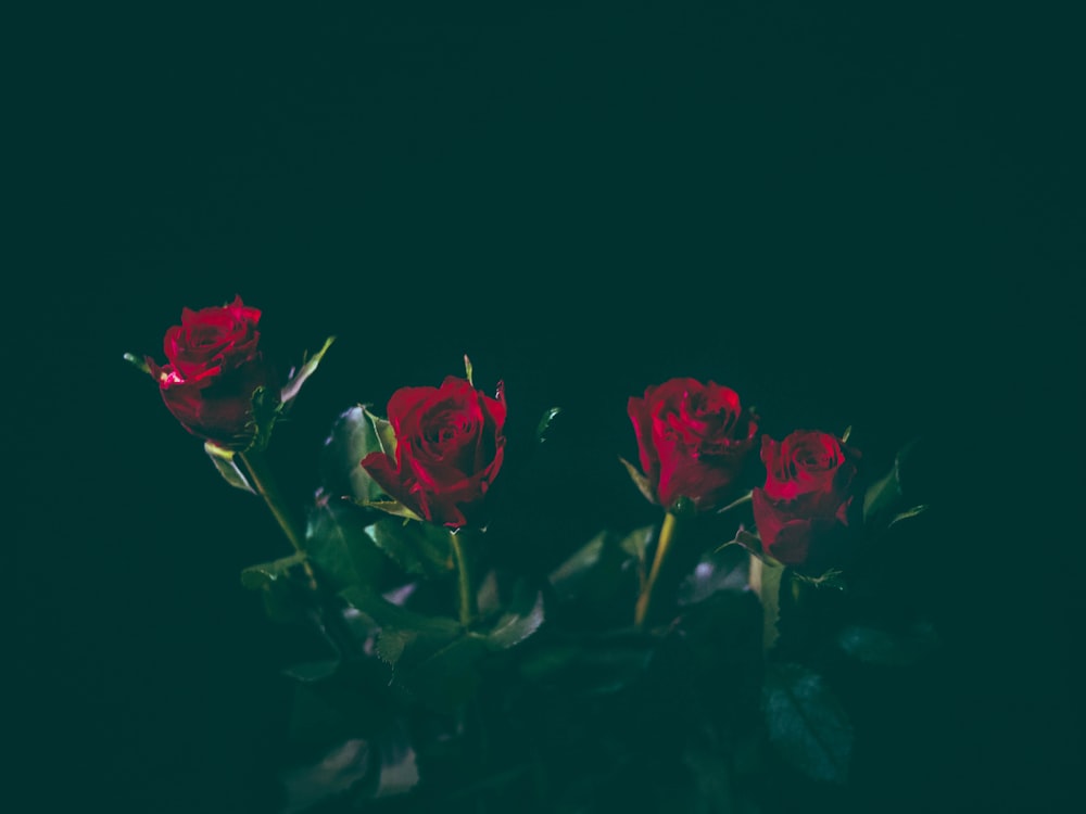 Cuatro rosas rojas