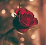 focused photo of a red rose