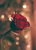 focused photo of a red rose
