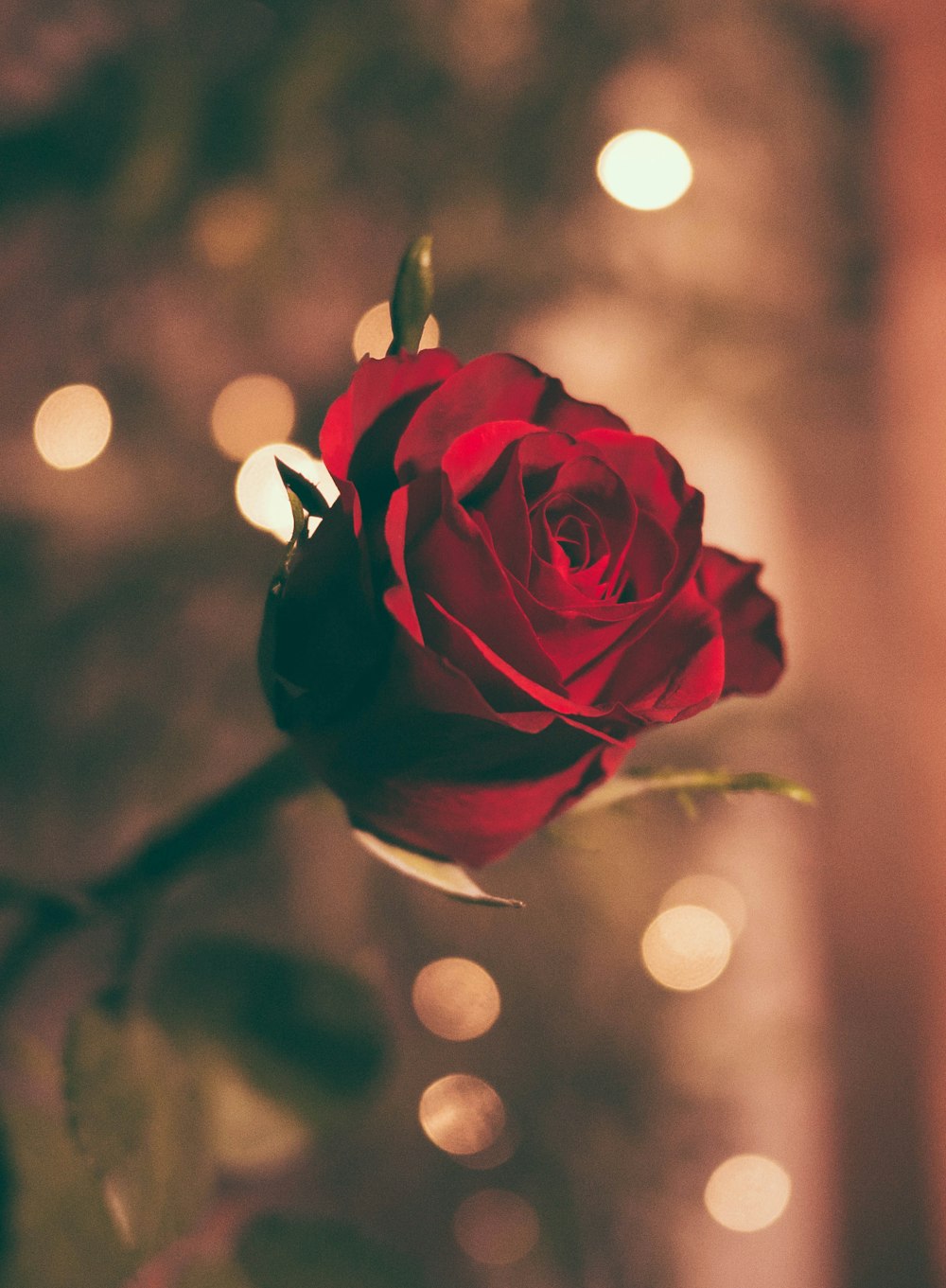 Foto enfocada de una rosa roja