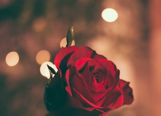 focused photo of a red rose