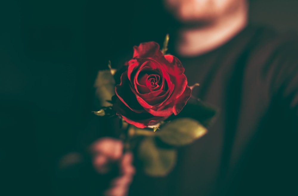 빨간 장미를 들고 있는 남자의 매크로 샷 사진